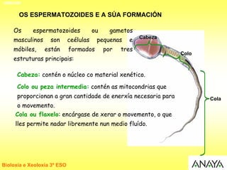 UNIDADE


      OS ESPERMATOZOIDES E A SÚA FORMACIÓN

    Os      espermatozoides             ou     gametos
    masculinos     son       ceélulas    pequenas    e    Cabeza

    móbiles,     están       formados        por   tres
                                                                   Colo
    estruturas principais:

      Cabeza: contén o núcleo co material xenético.
      Colo ou peza intermedia: contén as mitocondrias que
      proporcionan a gran cantidade de enerxía necesaria para             Cola
     o movemento.
     Cola ou flaxelo: encárgase de xerar o movemento, o que
     lles permite nadar libremente nun medio fluído.




Bioloxía e Xeoloxía 3º ESO
 