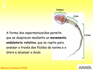 UNIDADE


 5                                      Cabeza


                                                  Colo




     A forma dos espermatozoides permite
                                                         Cola
     que se despracen mediante un movemento
     ondulatorio rotativo, que se repite para
     avanzar a través dos fluídos da vaxina e o
     útero e alcanzar o óvulo.



Bioloxía e Xeoloxía 3º ESO
 