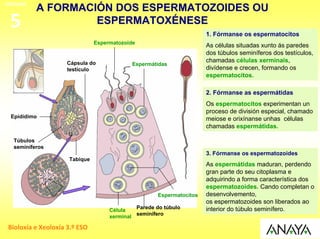 UNIDADE
          A FORMACIÓN DOS ESPERMATOZOIDES OU
 5                 ESPERMATOXÉNESE
                                                                      1. Fórmanse os espermatocitos
                               Espermatozoide
                                                                      As células situadas xunto ás paredes
                                                                      dos túbulos seminíferos dos testículos,
                    Cápsula do                                        chamadas células xerminais,
                                            Espermátidas
                    testículo                                         divídense e crecen, formando os
                                                                      espermatocitos.

                                                                      2. Fórmanse as espermátidas
                                                                      Os espermatocitos experimentan un
                                                                      proceso de división especial, chamado
 Epidídimo                                                            meiose e orixínanse unhas células
                                                                      chamadas espermátidas.

  Túbulos
  seminíferos
                                                                      3. Fórmanse os espermatozoides
                     Tabique
                                                                      As espermátidas maduran, perdendo
                                                                      gran parte do seu citoplasma e
                                                                      adquirindo a forma característica dos
                                                                      espermatozoides. Cando completan o
                                                     Espermatocitos   desenvolvemento,
                                                                      os espermatozoides son liberados ao
                                             Parede do túbulo         interior do túbulo seminífero.
                                    Célula
                                    xerminal seminífero

 Bioloxía e Xeoloxía 3.º ESO
 