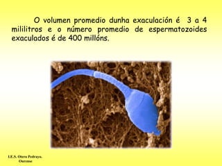 O volumen promedio dunha exaculación é 3 a 4
  mililitros e o número promedio de espermatozoides
  exaculados é de 400 millóns.




I.E.S. Otero Pedrayo.
       Ourense
 