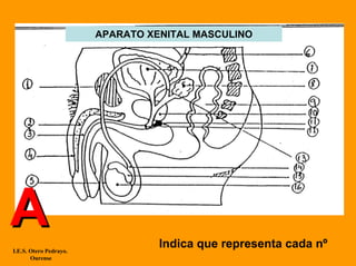 APARATO XENITAL MASCULINO




A                                 Indica que representa cada nº
I.E.S. Otero Pedrayo.
       Ourense
 