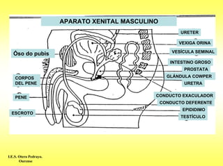 APARATO XENITAL MASCULINO
                                                           URETER

                                                          VEXIGA ORINA

                                                        VESÍCULA SEMINAL
   Óso do pubis
                                                       INTESTINO GROSO
                                                            PROSTATA

    CORPOS                                            GLÁNDULA COWPER
    DEL PENE                                                URETRA


    PENE                                        CONDUCTO EXACULADOR
                                                    CONDUCTO DEFERENTE
                                                           EPIDIDIMO
  ESCROTO
                                                           TESTÍCULO




I.E.S. Otero Pedrayo.
       Ourense
 