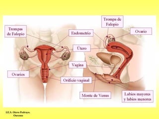 I.E.S. Otero Pedrayo.
       Ourense
 