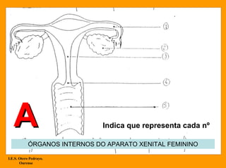A                          Indica que representa cada nº

           ÓRGANOS INTERNOS DO APARATO XENITAL FEMININO

I.E.S. Otero Pedrayo.
       Ourense
 