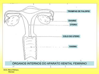 TROMPAS DE FALOPIO



                                            OVARIO

                                             ÚTERO




                                        COLO DO UTERO




                                            VAXINA




           ÓRGANOS INTERNOS DO APARATO XENITAL FEMININO

I.E.S. Otero Pedrayo.
       Ourense
 