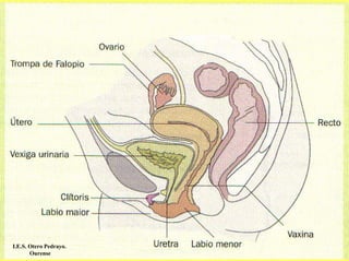 I.E.S. Otero Pedrayo.
       Ourense
 