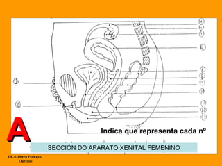A                                     Indica que representa cada nº

                        SECCIÓN DO APARATO XENITAL FEMENINO
I.E.S. Otero Pedrayo.
       Ourense
 