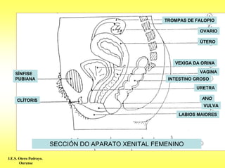 TROMPAS DE FALOPIO

                                                                 OVARIO

                                                                 ÚTERO



                                                        VEXIGA DA ORINA

    SÍNFISE                                                      VAGINA
    PUBIANA                                           INTESTINO GROSO

                                                                URETRA

     CLÍTORIS                                                     ANO
                                                                   VULVA

                                                          LABIOS MAIORES




                        SECCIÓN DO APARATO XENITAL FEMENINO

I.E.S. Otero Pedrayo.
       Ourense
 