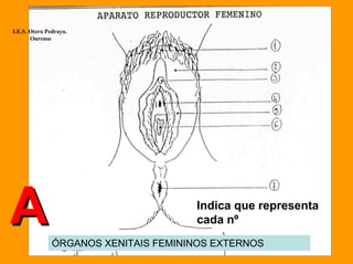 I.E.S. Otero Pedrayo.
       Ourense




A                                     Indica que representa
                                      cada nº
               ÓRGANOS XENITAIS FEMININOS EXTERNOS
 