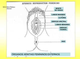 I.E.S. Otero Pedrayo.
       Ourense                                 MONTE
                                              DE VENUS

                                           LABIOS MAIORES

                                                  CLÍTORIS

                                           ORIFICIO URETRAL

                                               LABIOS MENORES

                                                   ORIFICIO
                                                   VAXINAL




                                                     ANO




               ÓRGANOS XENITAIS FEMININOS EXTERNOS
 