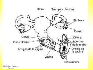 I.E.S. Otero Pedrayo.
       Ourense
 