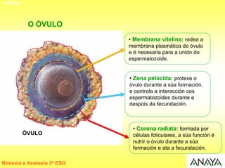 UNIDADE




           O ÓVULO
                             • Membrana vitelina: rodea a
                             membrana plasmática do óvulo
                             e é necesaria para a unión do
                             espermatozoide.


                             • Zona pelúcida: protexe o
                             óvulo durante a súa formación,
                             e controla a interacción cos
                             espermatozoides durante e
                             despois da fecundación.



                              • Corona radiata: formada por
          ÓVULO               células foliculares, a súa función é
                              nutrir o óvulo durante a súa
                              formación e ata a fecundación.

Bioloxía e Xeoloxía 3º ESO
 