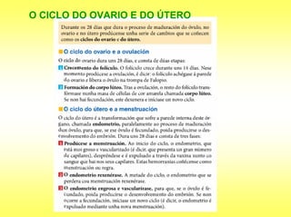 O CICLO DO OVARIO E DO ÚTERO
 