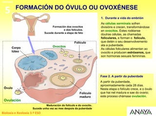 UNIDADE

          FORMACIÓN DO ÓVULO OU OVOXÉNESE
  5
                                                                     1. Durante a vida do embrión
                                                                     As células xerminais sofren
                                   Formación dos ovocitos            divisións e crecen, transformándose
                                            e dos folículos.         en ovocitos. Estes rodéanse
                              Sucede durante a etapa de feto
                                                                     doutras células, as chamadas
                                                                     foliculares, e forman o folículo,
                                                     Folículo        que detén o seu desenvolvemento
                                    Ovocitos                         ata a puberdade.
      Corpo                                                          As células foliculares alimentan ao
      lúteo                                                          ovocito e producen estróxenos, que
                                                                     son hormonas sexuais femininas.




                                                                     Fase 2. A partir da puberdade
                                                                     A partir da puberdade,
                                                                     aproximadamente cada 28 días.
 Óvulo                                                               Nesta etapa o folículo crece, e o óvulo
                                                         Folículo    que hai nel madura e sae do ovario;
                                                         maduro      este proceso chámase ovulación.
 Ovulación
                              Maduración do folículo e do ovocito.
                     Sucede unha vez ao mes despois da puberdade
Bioloxía e Xeoloxía 3.º ESO
 