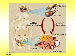 I.E.S. Otero Pedrayo.
       Ourense
 