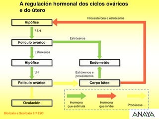 A regulación hormonal dos ciclos ováricos
          e do útero
                                                Proxesterona e estróxenos
              Hipófise

                    FSH

                                  Estróxenos
         Folículo ovárico

                    Estróxenos


              Hipófise                           Endometrio

                    LH                Estróxenos e
                                      proxesterona

         Folículo ovárico                        Corpo lúteo




             Ovulación            Hormona               Hormona
                                 que estimula           que inhibe          Prodúcese…

Bioloxía e Xeoloxía 3.º ESO
 