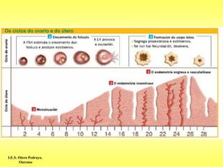 I.E.S. Otero Pedrayo.
       Ourense
 