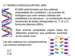 2.1 MODELO MOLECULAR DEL ADN El ADN está formado por dos cadenas antiparalelas de nucleótidos. Los puentes de hidrógeno que unen ambas cadenas dan estabilidad a la estructura . La combinación de las secuencias de bases nitrogenadas (A, T, G y C) forma los distintos ADN’s. Esta enorme variabilidad origina todas las diferentes proteínas que podemos encontrar en los seres vivos . Las dos cadenas son complementarias Las uniones siempre son: A-T  C-G 