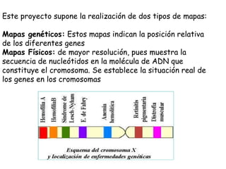 Este proyecto supone la realización de dos tipos de mapas: Mapas genéticos:  Estos mapas indican la posición relativa de los diferentes genes Mapas Físicos:  de mayor resolución, pues muestra la secuencia de nucleótidos en la molécula de ADN que constituye el cromosoma. Se establece la situación real de los genes en los cromosomas 
