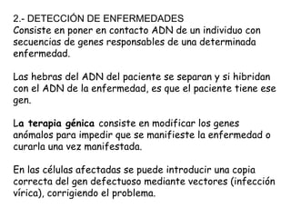 2.- DETECCIÓN DE ENFERMEDADES Consiste en poner en contacto ADN de un individuo con secuencias de genes responsables de una determinada enfermedad.  Las hebras del ADN del paciente se separan y si hibridan con el ADN de la enfermedad, es que el paciente tiene ese gen. L a terapia génica  consiste en modificar los genes anómalos para impedir que se manifieste la enfermedad o curarla una vez manifestada. En las células afectadas se puede introducir una copia correcta del gen defectuoso mediante vectores (infección vírica), corrigiendo el problema. 