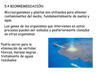 5.4 BIORREMEDIACIÓN Microorganismos y plantas son utilizados para eliminar contaminantes del medio, fundamentalmente de suelos y agua. Los genes de los organismos que intervienen en estos procesos pueden ser aislados y posteriormente clonados en otros organismos Podría servir para la eliminación de vertidos tóxicos, mareas negras , tratamiento de aguas residuales  
