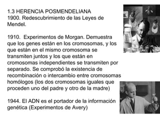 1.3 HERENCIA POSMENDELIANA 1900. Redescubrimiento de las Leyes de Mendel. 1910.  Experimentos de Morgan. Demuestra que los genes están en los cromosomas, y los que están en el mismo cromosoma se transmiten juntos y los que están en cromosomas independientes se transmiten por separado. Se comprobó la existencia de recombinación o intercambio entre cromosomas homólogos (los dos cromosomas iguales que proceden uno del padre y otro de la madre) 1944. El ADN es el portador de la información genética (Experimentos de Avery) 