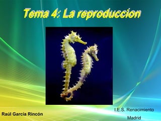 I.E.S. Renacimiento Madrid Raúl García Rincón Tema 4: La reproduccion 