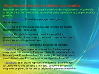 Reproducción sexual en plantas con semillas En plantas con semillas, como las gimnospermas y las angiospermas, el gametofito se encuentra en las flores, donde están los órganos reproductores y se producen los gametos. -Envolturas florales:   Envuelven y protegen los órganos reproductores. -Cáliz:  Es la envoltura más externa, está formada por sépalos generalmente de  color verde. -Corola:  Es más interna y está constituida por pétalos, generalmente de colores vistosos, que sirven como reclamo para atraer a los animales polinizadores. Órganos reproductores:  Son los que producen los gametos. -Pistilo:  Es el órgano reproductor femenino. Está formado por una o varias estructuras en forma de botella. Su parte superior se llama estigma. El cuello se denomina estilo, y la base es el ovario, que contiene los óvulos, donde se forma el gameto femenino. -Estambre:  Es el órgano reproductor masculino. Está formado por un filamento que sostiene a la antera, donde se encuentran los granos de polen, de los que se originan los gametos masculino 
