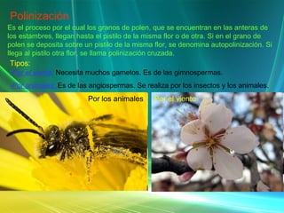 Polinización Es el proceso por el cual los granos de polen, que se encuentran en las anteras de los estambres, llegan hasta el pistilo de la misma flor o de otra. Si en el grano de polen se deposita sobre un pistilo de la misma flor, se denomina autopolinización. Si llega al pistilo otra flor, se llama polinización cruzada. Tipos: -Por el viento:   Necesita muchos gametos. Es de las gimnospermas. -Por animales:  Es de las angiospermas. Se realiza por los insectos y los animales. Por el viento Por los animales 
