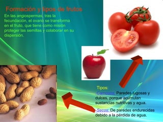 Formación y tipos de frutos En las angiospermas, tras la fecundación, el ovario se transforma en el fruto, que tiene como misión proteger las semillas y colaborar en su dispersión. Tipos: -Carnosos:   Paredes jugosas y dulces, porque acumulan sustancias nutritivas y agua. -Secos:  De paredes endurecidas debido a la pérdida de agua. 