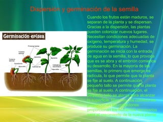 Dispersión y germinación de la semilla Cuando los frutos están maduros, se separan de la planta y se dispersan. Gracias a la dispersión, las plantas pueden colonizar nuevos lugares. Necesitan condiciones adecuadas de oxígeno, temperatura y humedad, se produce su germinación. La germinación se inicia con la entrada de agua en la semilla, lo que provoca que es se abra y el embrión comience su desarrollo. En la mayoría de las semillas, lo primero que emerge es radícula, lo que permite que la planta se fije al suelo. A continuación, pequeño tallo se permite que la planta se fije al suelo. A continuación, el pequeño tallo se alarga para alcanzar la superficie. Mientras, los cotiledones proporcionan los cotiledones proporcionan los nutrientes necesarios para el crecimiento de la nueva planta. 