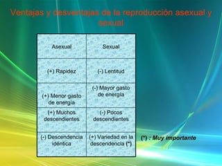 Ventajas y desventajas de la reproducción asexual y sexual (*)  : Muy importante (+) Variedad en la descendencia  (*) (-) Descendencia idéntica (-) Pocos descendientes (+) Muchos descendientes (-) Mayor gasto de energía (+) Menor gasto de energía (-) Lentitud (+) Rapidez Sexual Asexual 