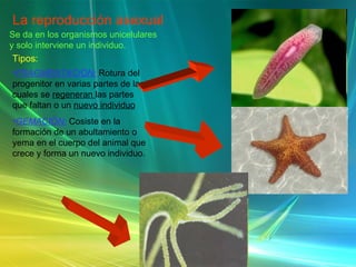 La reproducción asexual Se da en los organismos unicelulares y solo interviene un individuo. Tipos: FRAGMENTACIÓN:   Rotura del progenitor en varias partes de las cuales se  regeneran  las partes que faltan o un  nuevo individuo GEMACIÓN:  Cosiste en la formación de un abultamiento o yema en el cuerpo del animal que crece y forma un nuevo individuo. 