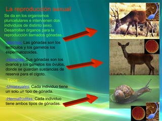 La reproducción sexual Se da en los organismos pluricelulares e intervienen dos individuos de distinto sexo. Desarrollan órganos para la reproducción llamados gónadas. -Machos:   Las gónadas son los testículos y los gametos los espermatozoides. -Hembras:  Sus gónadas son los ovarios y los gametos los óvulos, donde se guardan sustancias de reserva para el cigoto. Tipos: -Unisexuales:   Cada individuo tiene un solo un tipo de gónada. -Hermafroditas:  Cada individuo tiene ambos tipos de gónadas. 