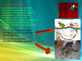 La fecundación La fecundación es la unión de un óvulo y un espermatozoide, con la fusión de sus núcleos para formar la célula huevo o cigoto. Una vez formado, el cigoto se divide sucesivamente y da lugar al embrión, que se desarrolla hasta formar un individuo diferente a sus progenitores. Tipos: -Externa:   En la mayoría de los animales acuáticos. Se producen muchos gametos. -Interna:  En los animales terrestres. Hace falta copulación. 