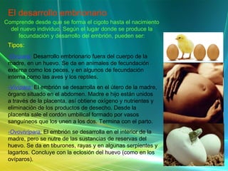 El desarrollo embrionario Comprende desde que se forma el cigoto hasta el nacimiento del nuevo individuo. Según el lugar donde se produce la fecundación y desarrollo del embrión, pueden ser: Tipos: -Ovípara:   Desarrollo embrionario fuera del cuerpo de la madre, en un huevo. Se da en animales de fecundación externa como los peces, y en algunos de fecundación interna como las aves y los reptiles. -Vivípara:  El embrión se desarrolla en el útero de la madre, órgano situado en el abdomen. Madre e hijo están unidos  a través de la placenta, así obtiene oxígeno y nutrientes y eliminación de los productos de desecho. Desde la placenta sale el cordón umbilical formado por vasos sanguíneos que los unen a los dos. Termina con el parto. -Ovovivípara:  El embrión se desarrolla en el interior de la madre, pero se nutre de las sustancias de reservas del huevo. Se da en tiburones, rayas y en algunas serpientes y lagartos. Concluye con la eclosión del huevo (como en los ovíparos). 