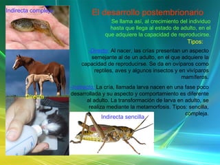 El desarrollo postembrionario Se llama así, al crecimiento del individuo hasta que llega al estado de adulto, en el que adquiere la capacidad de reproducirse. Tipos: -Directo:   Al nacer, las crías presentan un aspecto semejante al de un adulto, en el que adquiere la capacidad de reproducirse. Se da en ovíparos como reptiles, aves y algunos insectos y en vivíparos mamíferos. -Indirecto:  La cría, llamada larva nacen en una fase poco desarrollada y su aspecto y comportamiento es diferente al adulto. La transformación de larva en adulto, se realiza mediante la metamorfosis. Tipos: sencilla, compleja. Indirecta compleja Indirecta sencilla Directa 