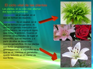 El ciclo vital de las plantas Las plantas, en su ciclo vital, alternan dos tipos de organismos: -Esporofito:   es el vegetal, en el que se forman las esporas.  -Gametofito:  Es el vegetal, en el que se forman los gametos. Al unirse un gameto masculino con uno femenino, se origina el cigoto, que forma el embrión. Cuando el embrión se desarrolla, da lugar al esporofito, que da esporas, y a partir de ellas se desarrollan nuevos gametofitos. En las plantas con flores (angiospermas y gimnospermas), el esporofito es lo que se ve, mientras el gametofito queda reducido en el interior de sus flores. 