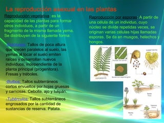 La reproducción asexual en las plantas Reproducción vegetativa : es la capacidad de las plantas para formar otros individuos, a partir de un fragmento de la misma llamada yema. Se distribuyen de la siguiente forma: -Estolones:   Tallos de poca altura que crecen paralelos al suelo, las yemas al tocar el suelo emiten raíces y desarrollan nuevos individuos, independiente de la planta principal (progenitora). Fresas y tréboles. -Bulbos:  Tallos subterráneos cortos envueltos por hojas gruesas y carnosas. Cebolla, ajo y tulipán. -Tubérculos:  Tallos subterráneos engrosados por la cantidad de sustancias de reserva. Patata. Reproducción por esporas : A partir de una célula de un individuo, cuyo núcleo se divide repetidas veces, se originan varias células hijas llamadas esporas. Se da en musgos, helechos y hongos. 