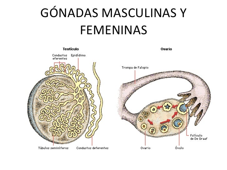 Gonadas Femeninas Generan Ovulos Y Secretan Hormonas es.slideshare.net
