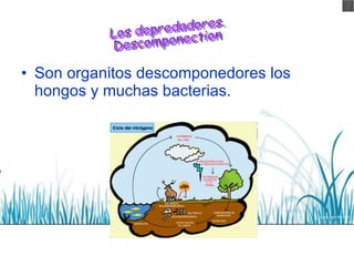 <ul><li>Son organitos descomponedores los hongos y muchas bacterias. </li></ul>Los depredadores. Descomponection 