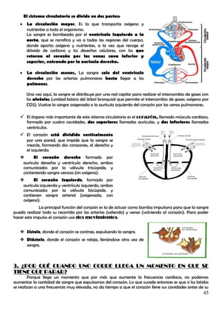 El sistema circulatorio se divide en dos partes:
       La circulación mayor, Es la que transporta oxígeno y
        nutrientes a todo el organismo.
        La sangre es bombeada por el ventrículo izquierdo a la
        aorta, que se ramifica y va a todas las regiones del cuerpo,
        donde aporta oxígeno y nutrientes, a la vez que recoge el
        dióxido de carbono y los desechos celulares, con los que
        retorna al corazón por las venas cava inferior y
        superior, entrando por la aurícula derecha.

       La circulación menor, La sangre sale del ventrículo
        derecho por las arterias pulmonares hasta llegar a los
        pulmones.

        Una vez aquí, la sangre se distribuye por una red capilar para realizar el intercambio de gases con
        los alvéolos (unidad básica del árbol bronquial que permite el intercambio de gases: oxígeno por
        CO2). Vuelve la sangre oxigenada a la aurícula izquierda del corazón por las venas pulmonares.

    El órgano más importante de este sistema circulatorio es el corazón, llamado músculo cardiaco,
     formado por cuatro cavidades, dos superiores llamadas aurículas, y dos inferiores llamadas
     ventrículos.
    El corazón está dividido verticalmente
     por una pared, que impide que la sangre se
     mezcle, formando dos corazones, el derecho y
     el izquierdo:
        El corazón derecho formado por
    aurícula derecha y ventrículo derecho, ambos
    comunicados por la válvula tricúspide, y
    conteniendo sangre venosa (sin oxígeno).
         El corazón izquierdo, formado por
    aurícula izquierda y ventrículo izquierdo, ambos
    comunicados por la válvula bicúspide, y
    contienen sangre arterial (oxigenada, con
    oxígeno).
             La principal función del corazón es la de actuar como bomba impulsora para que la sangre
pueda realizar todo su recorrido por las arterias (saliendo) y venas (volviendo al corazón). Para poder
hacer este impulso el corazón usa dos movimientos:


    Sístole, donde el corazón se contrae, expulsando la sangre.
    Diástole, donde el corazón se relaja, llenándose otra vez de
     sangre.



3. ¿POR QUÉ CUANDO UNO CORRE LLEGA UN MOMENTO EN QUE SE
TIENE QUE PARAR?
        Porque llega un momento que por más que aumente la frecuencia cardiaca, no podemos
aumentar la cantidad de sangre que expulsamos del corazón. Lo que sucede entonces es que si los latidos
se realizan a una frecuencia muy elevada, no da tiempo a que el corazón llene sus cavidades antes de su
                                                                                                        45
 