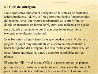 CIC JULIO SÁNCHEZ

6.2 Ciclo del nitrógeno
Los organismos emplean el nitrógeno en la síntesis de proteínas,
ácidos nucleicos (ADN y ARN) y otras moléculas fundamentales
del metabolismo. Su reserva fundamental es la atmósfera, en
donde se encuentra en forma de N2, pero esta molécula no puede
ser utilizada directamente por la mayoría de los seres vivos
(exceptuando algunas bacterias).
Esas bacterias y algas cianofíceas que pueden usar el N2 del aire
juegan un papel muy importante en el ciclo de este elemento al
hacer la fijación del nitrógeno. De esta forma convierten el N2 en
otras formas químicas (nitratos y amonio) asimilables por las
plantas.
El amonio (NH4+) y el nitrato (NO3-) lo pueden tomar las plantas
por las raíces y usarlo en su metabolismo. Usan esos átomos de N
para la síntesis de las proteínas y ácidos nucleicos. Los animales
 