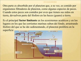 CIC JULIO SÁNCHEZ

Otra parte es absorbido por el plancton que, a su vez, es comido por
organismos filtradores de plancton, como algunas especies de peces.
Cuando estos peces son comidos por aves que tienen sus nidos en
tierra, devuelven parte del fósforo en las heces (guano) a tierra.
Es el principal factor limitante en los ecosistemas acuáticos y en los
lugares en los que las corrientes marinas suben del fondo, arrastrando
fósforo del que se ha ido sedimentando, el plancton prolifera en la
superficie
 