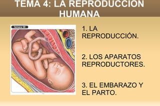 TEMA 4: LA REPRODUCCIÓN
         HUMANA
           1. LA
           REPRODUCCIÓN.


           2. LOS APARATOS
           REPRODUCTORES.


           3. EL EMBARAZO Y
           EL PARTO.
 