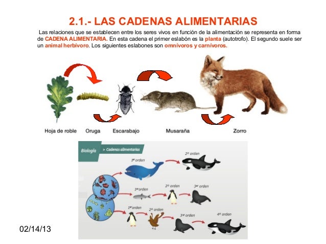 cadena alimenticia acuatica de 4 eslabones tema 4 cadena alimenticia acuatica de 4 eslabones tema 4