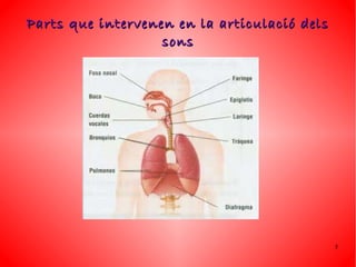 Parts que intervenen en la articulació dels
                   sons




                                              5
 