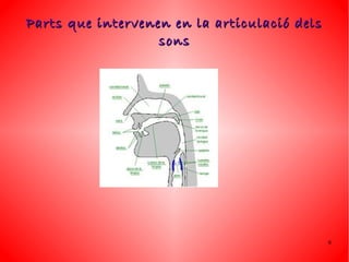Parts que intervenen en la articulació dels
                   sons




                                              6
 