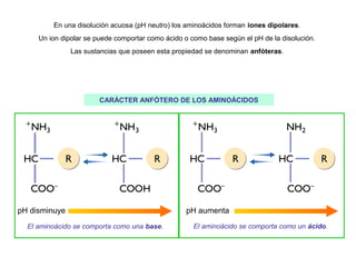 En una disolución acuosa (pH neutro) los aminoácidos forman iones dipolares.
Un ion dipolar se puede comportar como ácido ...