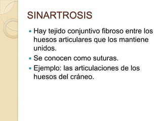 SINARTROSIS
Hay tejido conjuntivo fibroso entre los
huesos articulares que los mantiene
unidos.
 Se conocen como suturas.
 Ejemplo: las articulaciones de los
huesos del cráneo.


 